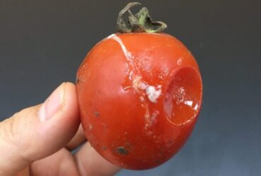 tomates estragados
