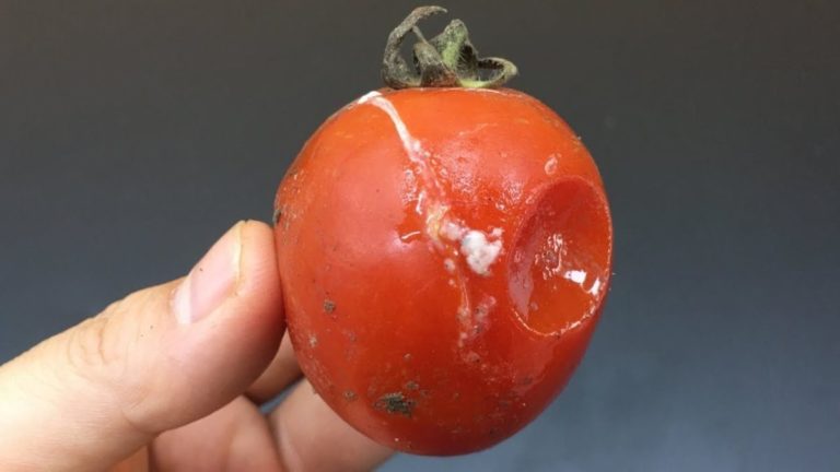 tomates estragados