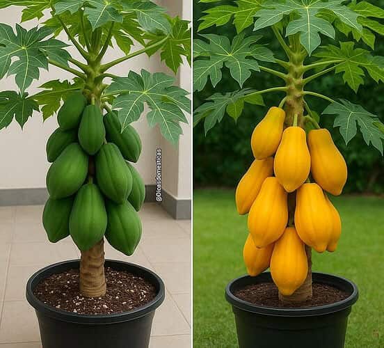 você nunca maisvai comprar mamão!