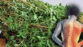 Portulaca: 8 Razões para Cultivar no Jardim!