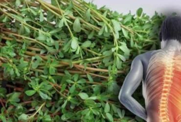 benefícios nutricionais da hortaliça portulaca