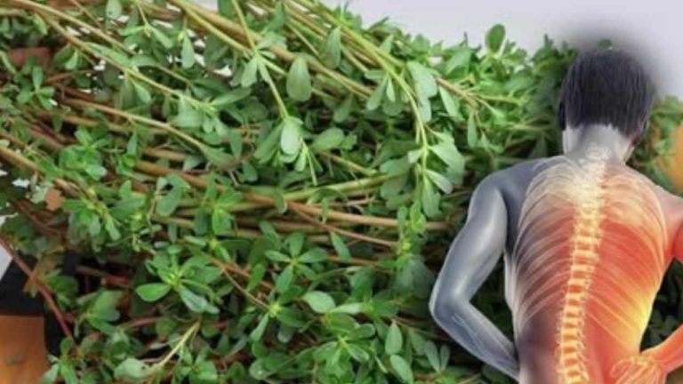 benefícios nutricionais da hortaliça portulaca