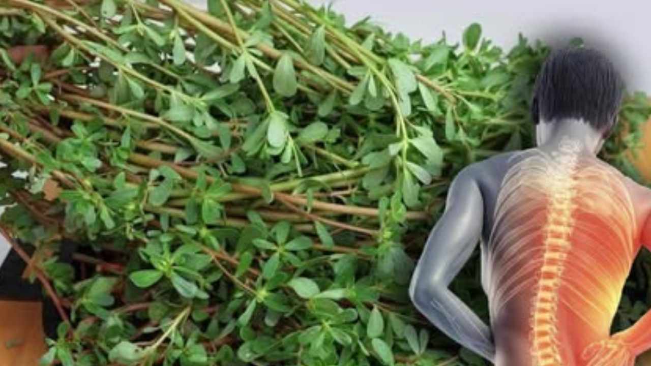 benefícios nutricionais da hortaliça portulaca
