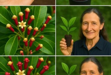 cultivar cravo da Índia
