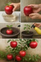 Receita: Como fazer delicioso doce de maçã caseiro