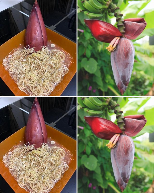 flor de bananeira