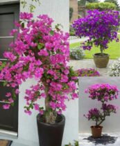 Cultivar e manter Buganvília em vaso: dicas para flores contínuas