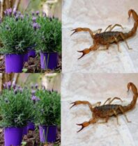 Plantas para afastar aranhas, formigas e outros insetos de casa