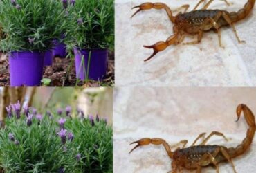 plantas que mantêm aranhas, formigas, moscas