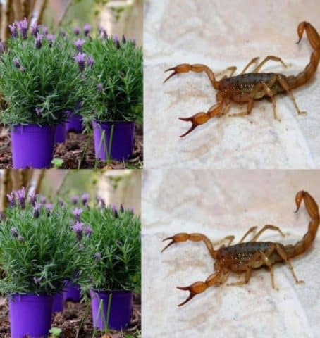 Se você encontrar esse bicho em sua casa, aqui está o que você precisa saber 4 Plantas para afastar aranhas, formigas e outros insetos de casa