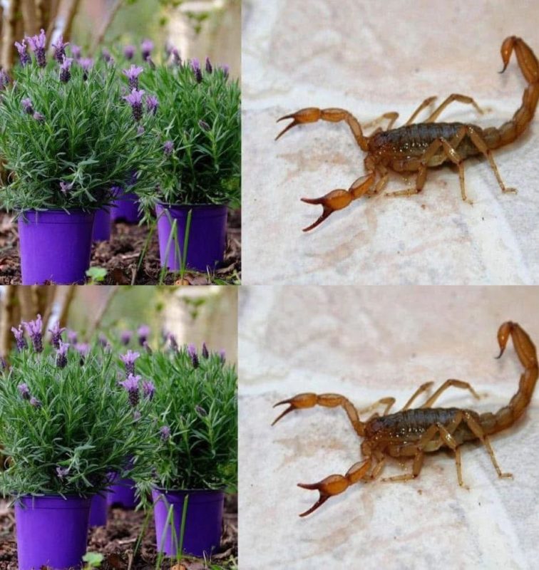 plantas que mantêm aranhas, formigas, moscas