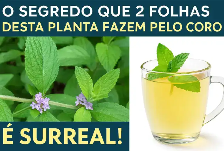 Chá de erva-cidreira com folhas frescas: calmante natural para ansiedade, sono e inchaço