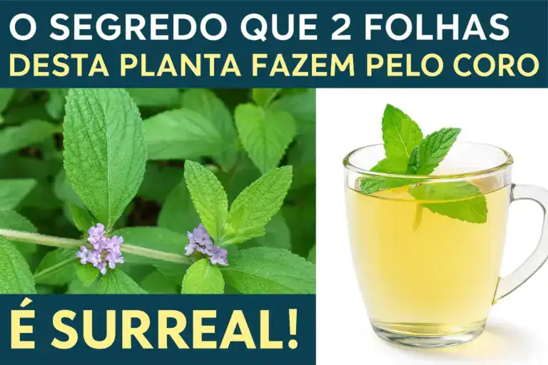 Chá de erva-cidreira com folhas frescas: calmante natural para ansiedade, sono e inchaço