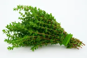 Planta Medicinal Contra Infecção Urinária e Gripe: Receita Eficaz