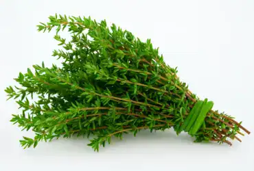 Ramo fresco de tomilho, planta medicinal usada para tratar infecção urinária, gripe, candidíase e dores musculares