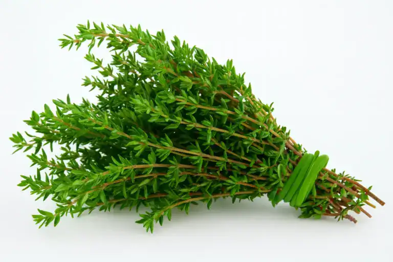 Ramo fresco de tomilho, planta medicinal usada para tratar infecção urinária, gripe, candidíase e dores musculares