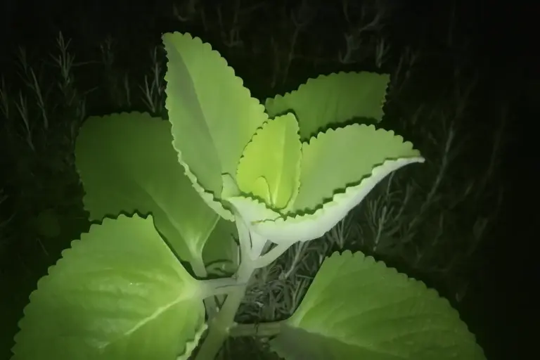 Planta Milagrosa: Descubra os Benefícios da Folha-da-Fortuna