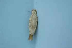 🚫 Encontrou este inseto em casa? Saiba o que é, os riscos e como eliminar