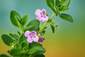 Doenças Autoimunes que Ainda Desafiam a Medicina e Como esta planta Pode Ajudar