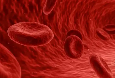 Ter Este Tipo Sanguíneo Pode Te Fazer Envelhecer Mais Devagar