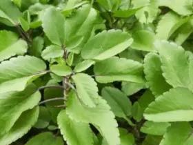 Folha-da-vida (Kalanchoé)