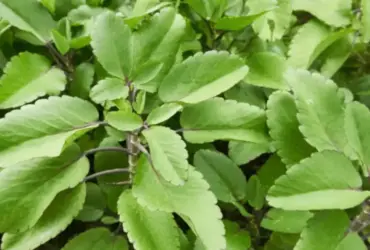 Folha-da-vida (Kalanchoé)