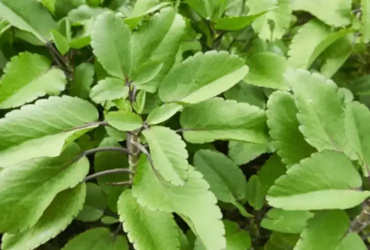 Folha-da-vida (Kalanchoé)