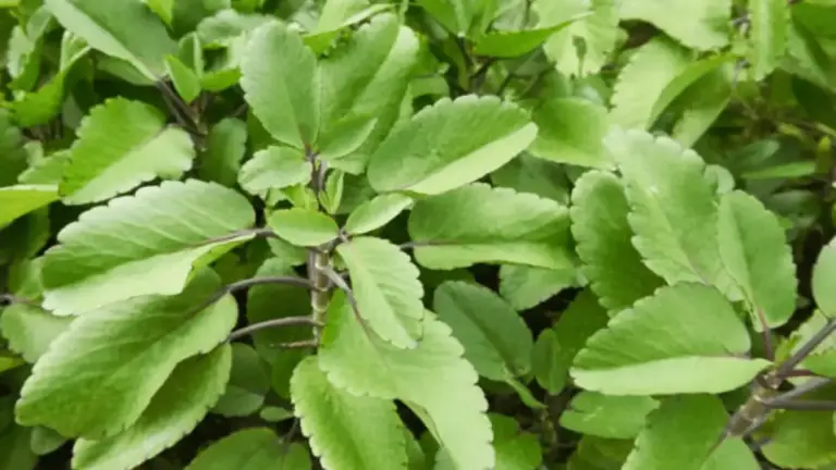 Folha-da-vida (Kalanchoé)