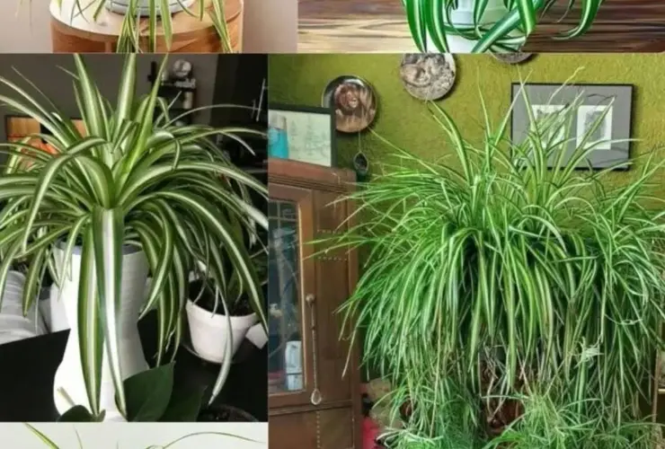 planta-aranha (Chlorophytum comosum)