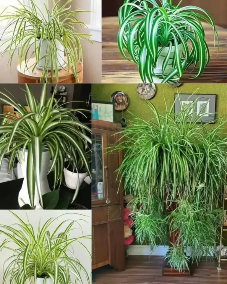planta-aranha (Chlorophytum comosum)
