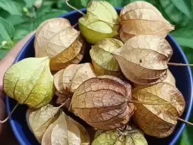 Canapum (Physalis)