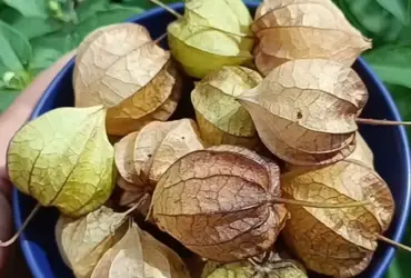 Canapum (Physalis)
