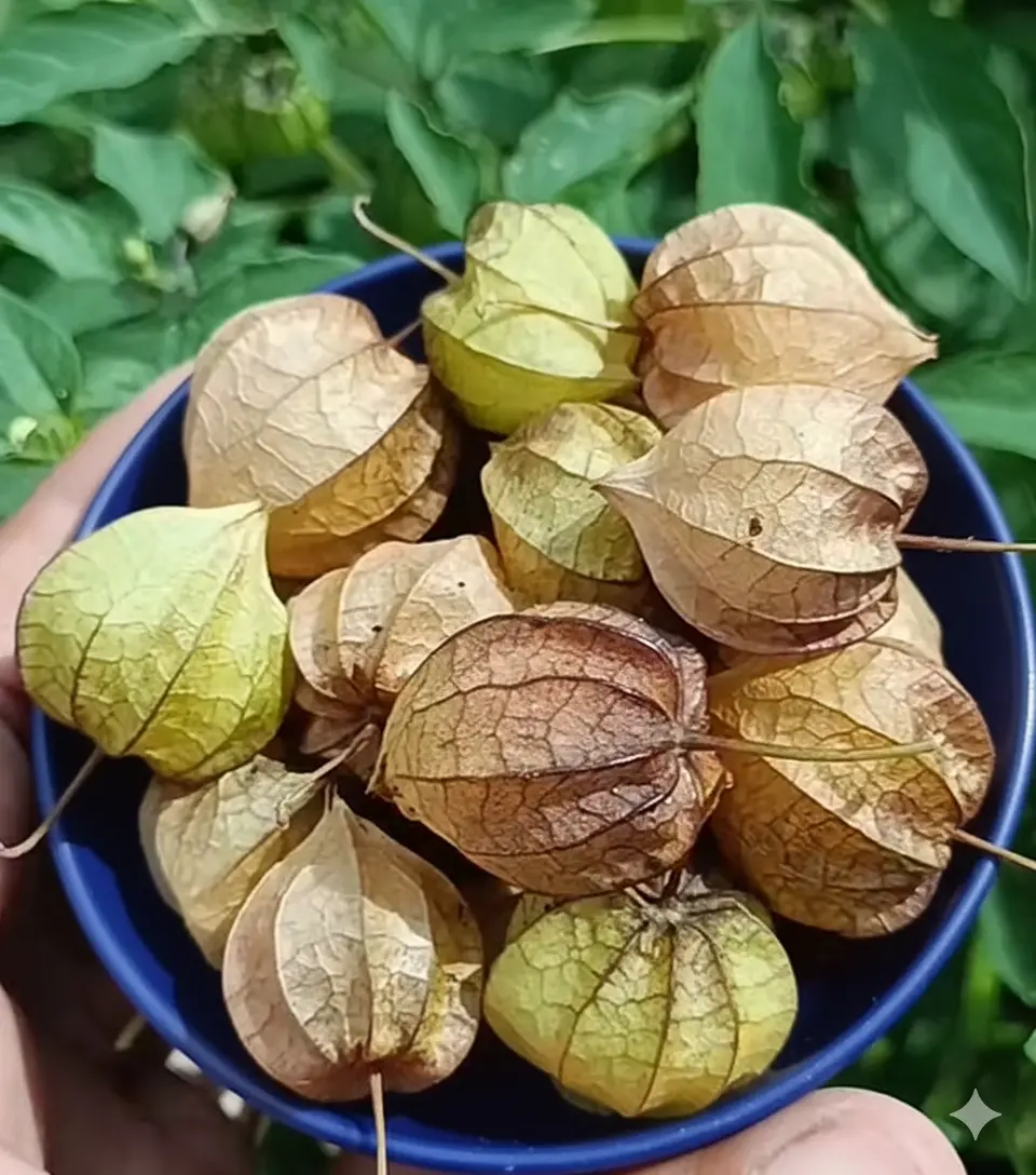 Canapum (Physalis)