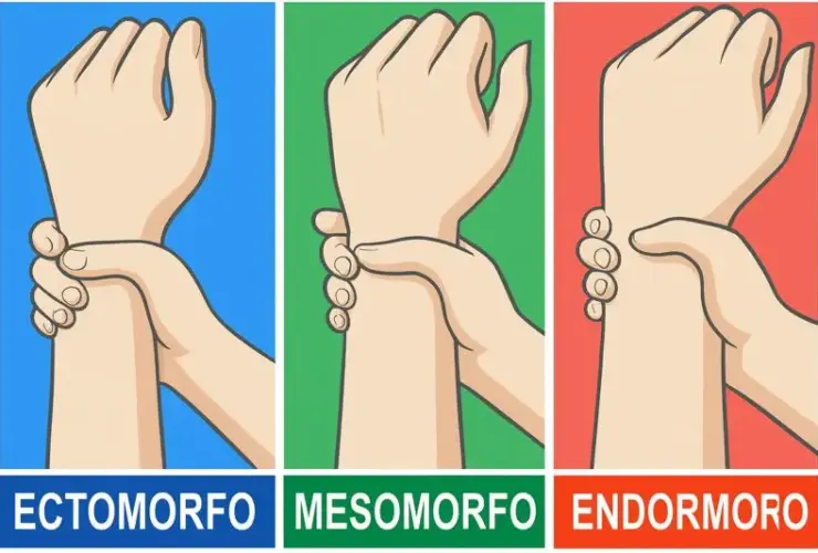 mesomorfo ou endomorfo