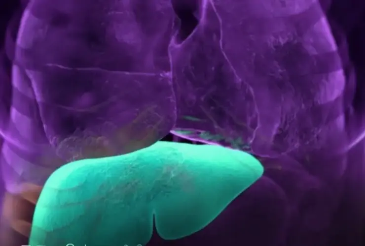 Infográfico médico mostrando o fígado humano saudável