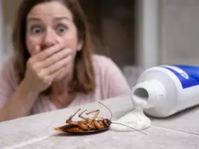 truque, creme dental, baratas