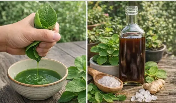 A Planta que Está Chamando Atenção por Apoiar a Saúde dos Olhos