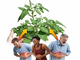 Caruru-de-Espinho (Amaranthus spinosus)