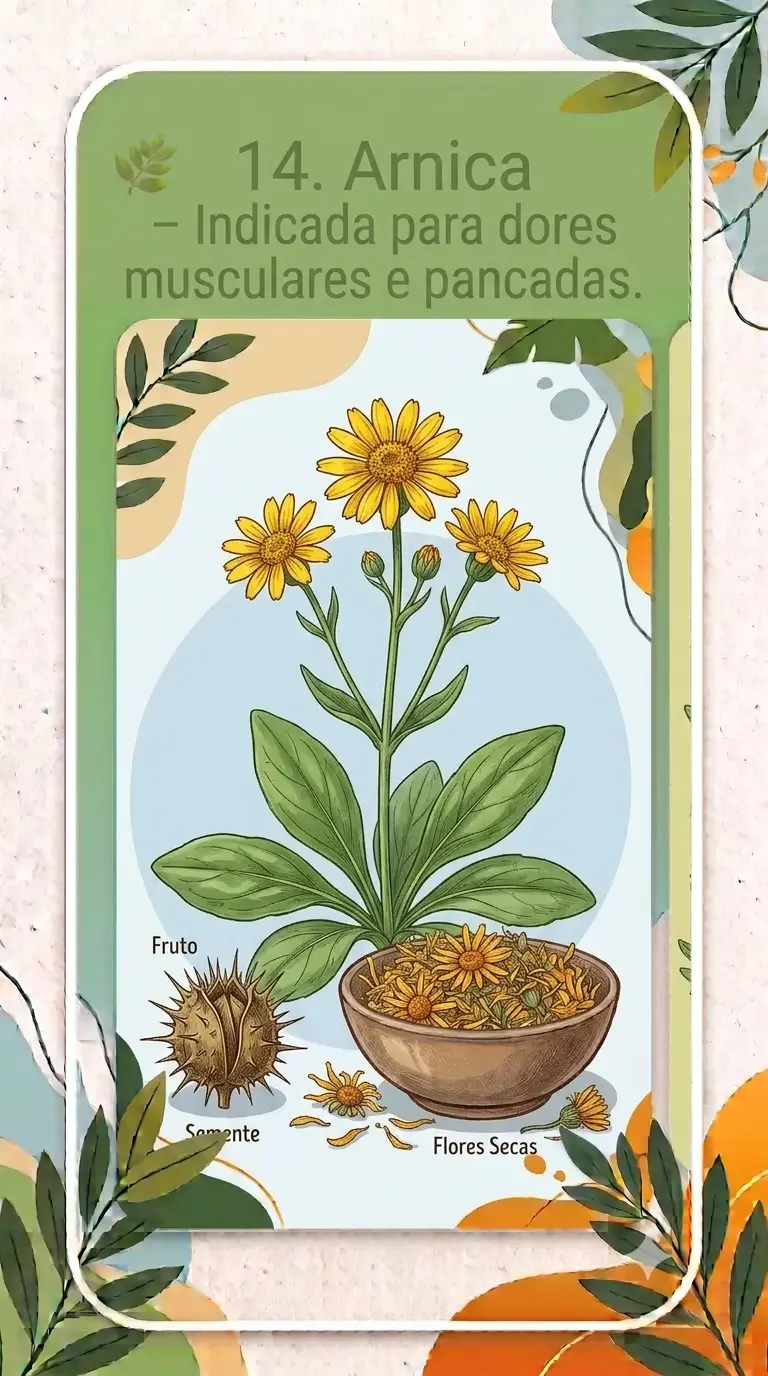 Arnica – Indicada para dores musculares e pancadas