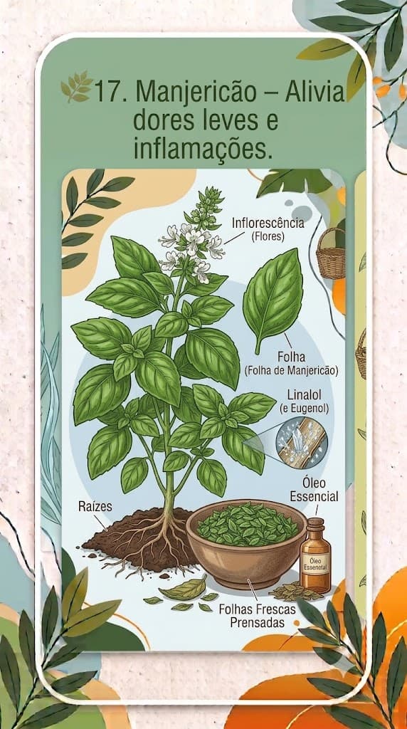 Manjericão – Alivia dores leves e inflamações.