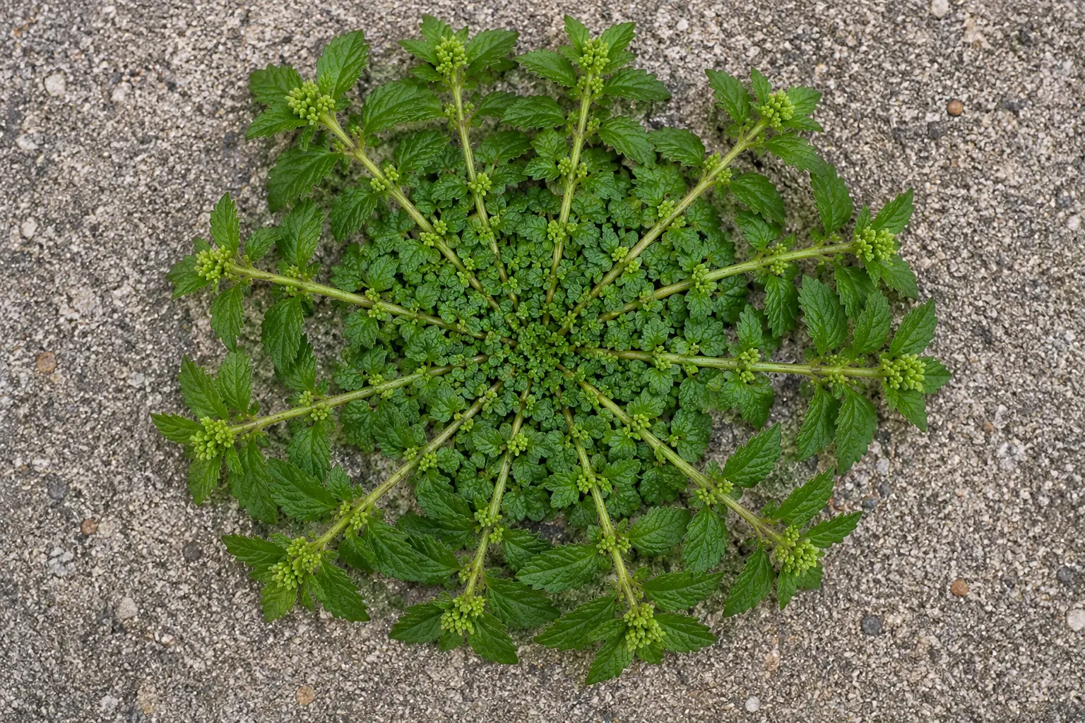 Uma única folha desta planta pode valer ouro