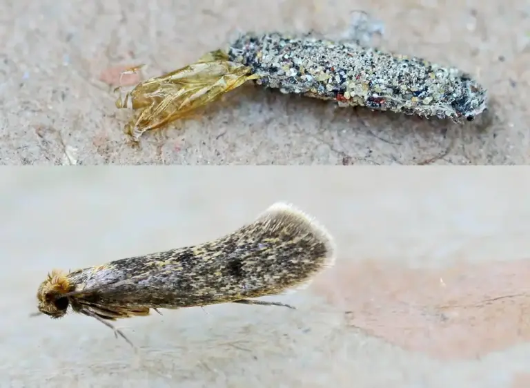 mariposa porta-estojo
