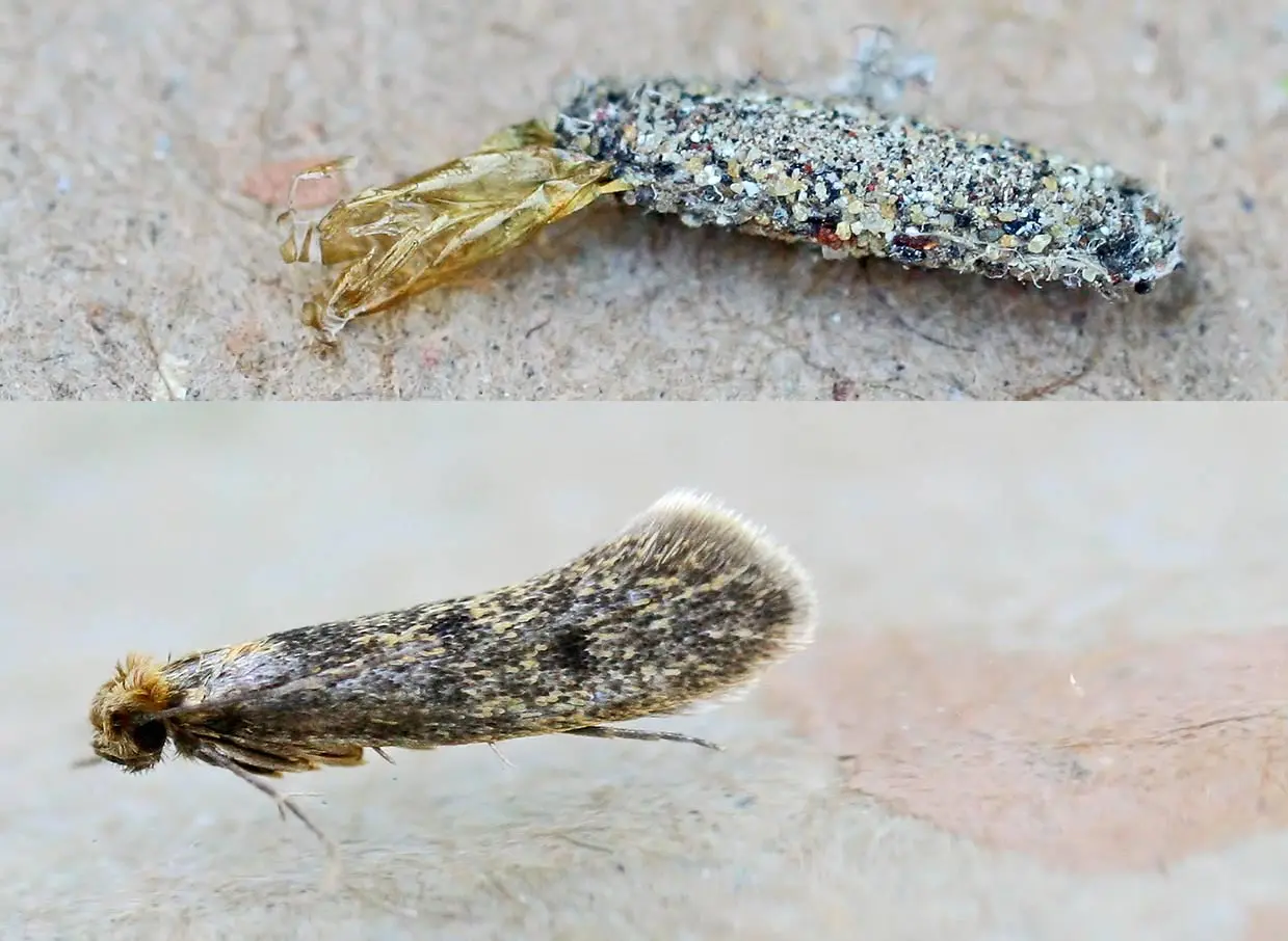 mariposa porta-estojo