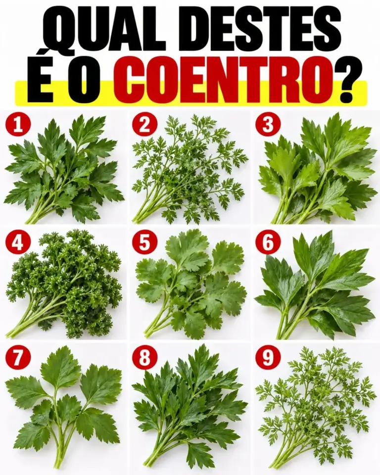 coentro