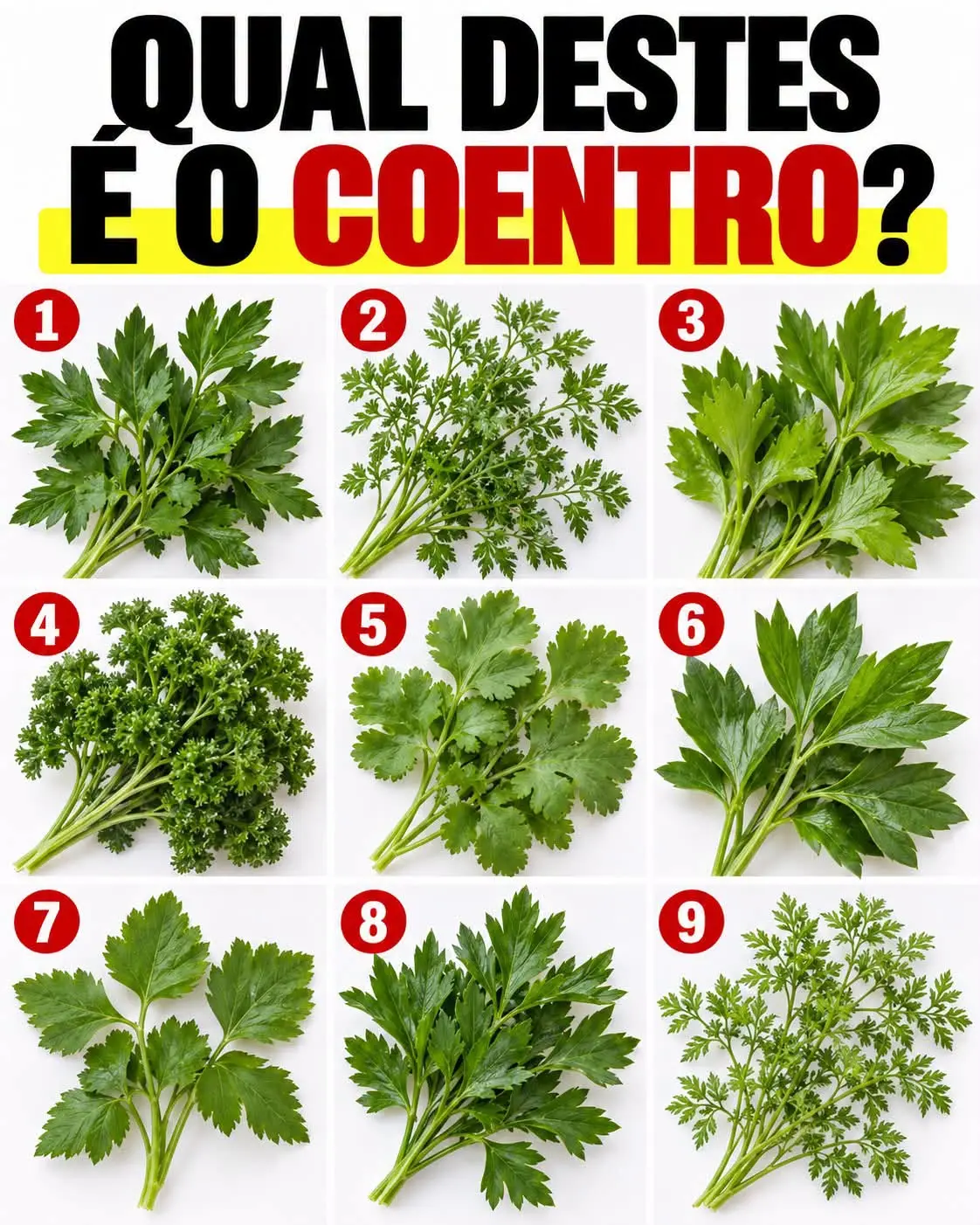 coentro